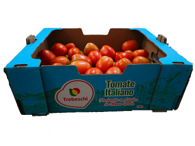 Tomate Italiano produzido em Estufa 